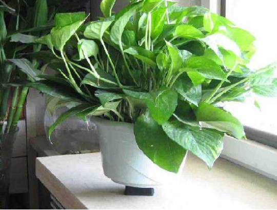 室內裝修甲醛污染光靠竹炭和植物就能去除甲醛？